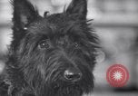 Image of Scottish Terrier New York City USA, 1936, second 14 stock footage video 65675041299
