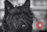 Image of Scottish Terrier New York City USA, 1936, second 15 stock footage video 65675041299