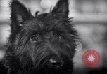 Image of Scottish Terrier New York City USA, 1936, second 16 stock footage video 65675041299