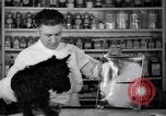 Image of Scottish Terrier New York City USA, 1936, second 17 stock footage video 65675041299