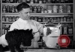 Image of Scottish Terrier New York City USA, 1936, second 18 stock footage video 65675041299