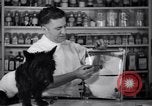 Image of Scottish Terrier New York City USA, 1936, second 19 stock footage video 65675041299