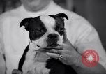 Image of Scottish Terrier New York City USA, 1936, second 33 stock footage video 65675041299