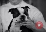 Image of Scottish Terrier New York City USA, 1936, second 34 stock footage video 65675041299
