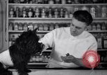Image of Scottish Terrier New York City USA, 1936, second 36 stock footage video 65675041299