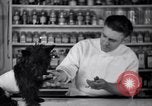 Image of Scottish Terrier New York City USA, 1936, second 37 stock footage video 65675041299