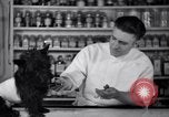 Image of Scottish Terrier New York City USA, 1936, second 38 stock footage video 65675041299
