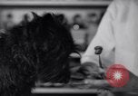 Image of Scottish Terrier New York City USA, 1936, second 39 stock footage video 65675041299