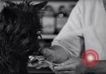 Image of Scottish Terrier New York City USA, 1936, second 40 stock footage video 65675041299