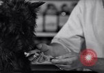 Image of Scottish Terrier New York City USA, 1936, second 41 stock footage video 65675041299