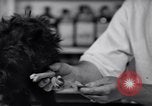 Image of Scottish Terrier New York City USA, 1936, second 42 stock footage video 65675041299