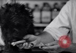 Image of Scottish Terrier New York City USA, 1936, second 43 stock footage video 65675041299