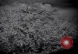 Standbild Apple Blossom Pageant Wenatchee Washington USA, 1936, aus Sekunde 36 historischem Filmmaterial Videoclip 65675041306
