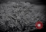 Standbild Apple Blossom Pageant Wenatchee Washington USA, 1936, aus Sekunde 38 historischem Filmmaterial Videoclip 65675041306