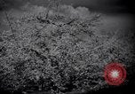 Standbild Apple Blossom Pageant Wenatchee Washington USA, 1936, aus Sekunde 39 historischem Filmmaterial Videoclip 65675041306