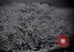 Standbild Apple Blossom Pageant Wenatchee Washington USA, 1936, aus Sekunde 40 historischem Filmmaterial Videoclip 65675041306
