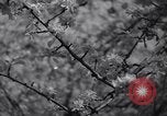 Standbild Apple Blossom Pageant Wenatchee Washington USA, 1936, aus Sekunde 41 historischem Filmmaterial Videoclip 65675041306