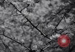 Standbild Apple Blossom Pageant Wenatchee Washington USA, 1936, aus Sekunde 42 historischem Filmmaterial Videoclip 65675041306