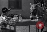 Standbild Pet mule Maricopa County Arizona USA, 1936, aus Sekunde 15 historischem Filmmaterial Videoclip 65675041307