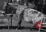 Standbild Pet mule Maricopa County Arizona USA, 1936, aus Sekunde 18 historischem Filmmaterial Videoclip 65675041307