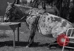Standbild Pet mule Maricopa County Arizona USA, 1936, aus Sekunde 19 historischem Filmmaterial Videoclip 65675041307