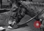 Standbild Pet mule Maricopa County Arizona USA, 1936, aus Sekunde 20 historischem Filmmaterial Videoclip 65675041307