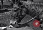 Standbild Pet mule Maricopa County Arizona USA, 1936, aus Sekunde 21 historischem Filmmaterial Videoclip 65675041307