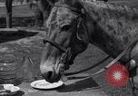 Standbild Pet mule Maricopa County Arizona USA, 1936, aus Sekunde 22 historischem Filmmaterial Videoclip 65675041307