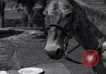 Standbild Pet mule Maricopa County Arizona USA, 1936, aus Sekunde 23 historischem Filmmaterial Videoclip 65675041307