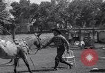 Standbild Pet mule Maricopa County Arizona USA, 1936, aus Sekunde 24 historischem Filmmaterial Videoclip 65675041307