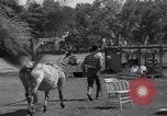 Standbild Pet mule Maricopa County Arizona USA, 1936, aus Sekunde 27 historischem Filmmaterial Videoclip 65675041307