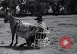 Standbild Pet mule Maricopa County Arizona USA, 1936, aus Sekunde 29 historischem Filmmaterial Videoclip 65675041307