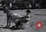 Standbild Pet mule Maricopa County Arizona USA, 1936, aus Sekunde 30 historischem Filmmaterial Videoclip 65675041307