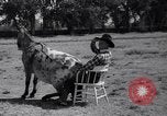 Standbild Pet mule Maricopa County Arizona USA, 1936, aus Sekunde 31 historischem Filmmaterial Videoclip 65675041307