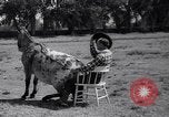 Standbild Pet mule Maricopa County Arizona USA, 1936, aus Sekunde 32 historischem Filmmaterial Videoclip 65675041307