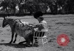 Standbild Pet mule Maricopa County Arizona USA, 1936, aus Sekunde 33 historischem Filmmaterial Videoclip 65675041307