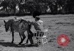 Standbild Pet mule Maricopa County Arizona USA, 1936, aus Sekunde 35 historischem Filmmaterial Videoclip 65675041307