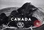 Standbild Dobermann Pinscher Vancouver British Columbia Kanada, 1947, aus Sekunde 3 historischem Filmmaterial Videoclip 65675041344