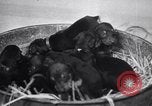Standbild Dobermann Pinscher Vancouver British Columbia Kanada, 1947, aus Sekunde 4 historischem Filmmaterial Videoclip 65675041344