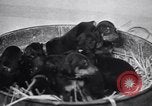 Standbild Dobermann Pinscher Vancouver British Columbia Kanada, 1947, aus Sekunde 5 historischem Filmmaterial Videoclip 65675041344