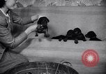 Standbild Dobermann Pinscher Vancouver British Columbia Kanada, 1947, aus Sekunde 11 historischem Filmmaterial Videoclip 65675041344