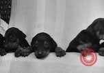 Standbild Dobermann Pinscher Vancouver British Columbia Kanada, 1947, aus Sekunde 12 historischem Filmmaterial Videoclip 65675041344