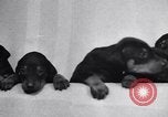 Standbild Dobermann Pinscher Vancouver British Columbia Kanada, 1947, aus Sekunde 13 historischem Filmmaterial Videoclip 65675041344