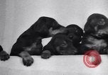 Standbild Dobermann Pinscher Vancouver British Columbia Kanada, 1947, aus Sekunde 14 historischem Filmmaterial Videoclip 65675041344