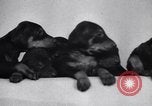 Standbild Dobermann Pinscher Vancouver British Columbia Kanada, 1947, aus Sekunde 15 historischem Filmmaterial Videoclip 65675041344