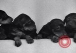 Standbild Dobermann Pinscher Vancouver British Columbia Kanada, 1947, aus Sekunde 16 historischem Filmmaterial Videoclip 65675041344