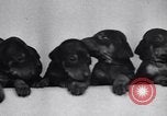 Standbild Dobermann Pinscher Vancouver British Columbia Kanada, 1947, aus Sekunde 17 historischem Filmmaterial Videoclip 65675041344