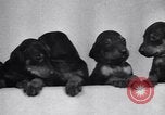 Standbild Dobermann Pinscher Vancouver British Columbia Kanada, 1947, aus Sekunde 18 historischem Filmmaterial Videoclip 65675041344