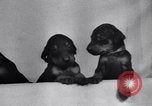 Standbild Dobermann Pinscher Vancouver British Columbia Kanada, 1947, aus Sekunde 19 historischem Filmmaterial Videoclip 65675041344