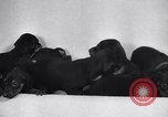 Standbild Dobermann Pinscher Vancouver British Columbia Kanada, 1947, aus Sekunde 20 historischem Filmmaterial Videoclip 65675041344